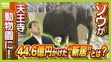 【8年ぶり】天王寺動物園にゾウが来た！“バスケコート16面分”総工費44.6億円の『ゾウ舎』を福島アナが取材…３つのヒミツに迫る！一般公開前に会いに行ってみた！【解説】|TBS NEWS DIG