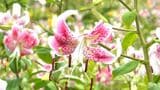 「カノコユリの草原満開」甑島【亀ちゃんのかごしま撮った!】|TBS NEWS DIG