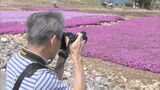 標高1358mの「天空の花回廊」 茶臼山高原が一面ピンクに スキー場のゲレンデで「芝桜」約40万株が見頃 愛知・豊根村 | 名古屋・愛知・岐阜・三重のニュース【CBC news】 | CBC web