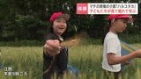 小麦畑から食卓へ　江別市で小学生がハルユタカの“追跡学習”地元の美味しさの道のりを丸ごと体験|TBS NEWS DIG