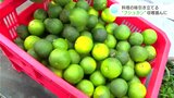 香りと酸味が料理の味を引き立てる“ブシュカン” 収穫盛んに | 高知のニュース・天気|KUTV NEWS | KUTVテレビ高知