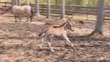 5頭の子馬が元気に走り回る!開田高原の「木曽馬」牧場 長野・木曽町|TBS NEWS DIG