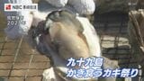 「九十九島かき食うカキ祭り・秋の陣」中止 猛暑によるカキ不足影響、冬の陣は開催予定【長崎】 | 長崎のニュース | 天気 | NBC長崎放送