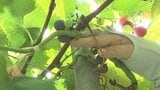 「食べごろのものだけ盗っていった」収穫直前の巨峰500房が盗まれる 市内の他の畑でも被害 山梨・南アルプス市 | 山梨のニュース | UTYテレビ山梨