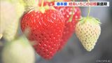 甘味と酸味のバランスが良い品種「美濃娘」 特産の「岐阜いちご」の収穫が最盛期 | 名古屋・愛知・岐阜・三重のニュース【CBC news】 | CBC web