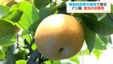 去年の霧島姶良集中豪雨で被災 霧島市のナシ園復活の収穫祭|TBS NEWS DIG