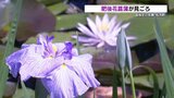 肥後六花のひとつ「肥後花菖蒲」見ごろ 熊本|TBS NEWS DIG