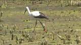 「茨城で生まれたオスが島根を回って飛来か」国の特別天然記念物・コウノトリがため池に 宮城・角田市|TBS NEWS DIG
