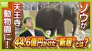 【8年ぶり】天王寺動物園にゾウが来た！“バスケコート16面分”総工費44.6億円の『ゾウ舎』を福島アナが取材…３つのヒミツに迫る！一般公開前に会いに行ってみた！【解説】　|　MBSニュース | 関西の最新ニュースを分かりやすく。