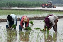 世界のコメ生産、10年ぶりに減少へ－インドや米国で収穫減が予想| TBS CROSS DIG with Bloomberg