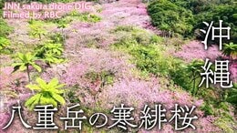 琉球の寒緋桜 沖縄県本部町 【JNN sakuraドローンDIG】|TBS NEWS DIG
