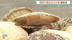 【ホタテ】根室港で水揚げ始まる「貝も大きく、貝柱の実入りも大きい」と漁師　2025年度の漁獲額は約180億円…過去最高額に|TBS NEWS DIG