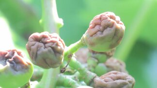 「ブドウが梅干し状になる」異例の暑さで日焼け被害 県内の広い範囲で発生 山梨 | 山梨のニュース | UTYテレビ山梨