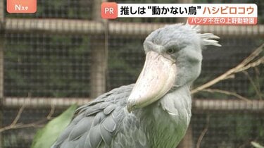 15年ぶりパンダ不在の上野動物園 新たなスターは“動かない鳥