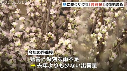冬に咲くサクラ」特産の”啓翁桜”の出荷始まる 今年は猛暑の影響で枝が