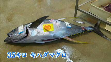 高値は12万円超のキハダマグロ 鹿児島市魚類市場で初競り | 鹿児島の