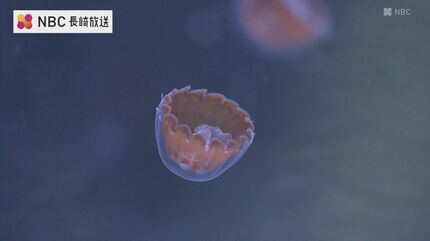 透明のカヌレ？謎に包まれた愛らしいクラゲ「シンブルジェリー」特別