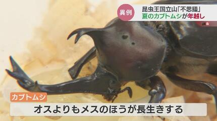 吉兆か…5000匹の1匹！夏の昆虫の王様カブトムシが越冬 しかも “オス