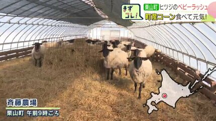1日に10匹生まれる日も 北海道栗山町の農場でヒツジのベビーラッシュ