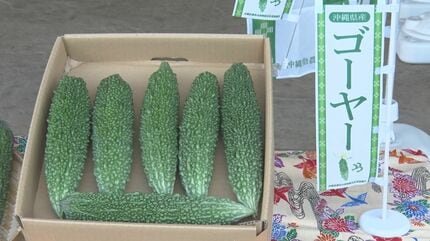 宮古島産 朝採れゴーヤー 8kg 宮古島産 朝採れゴーヤー 8kg 【公式通販】