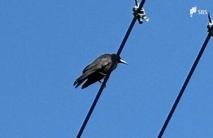 カラスへの餌やりを中止するよう命じられたのに継続か 65歳女性を書類
