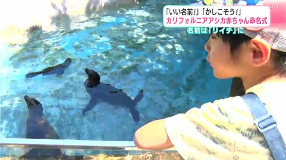 カリフォルニアアシカの赤ちゃん 高知県立のいち動物公園で命名式 好奇心旺盛で人懐っこい性格 | 高知のニュース・天気|KUTV NEWS | KUTVテレビ高知