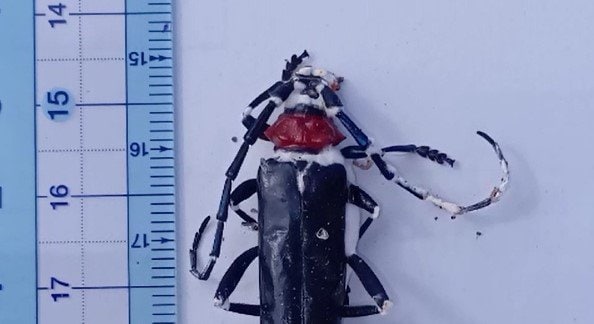 【被害拡大】モモやサクラなどを食い荒らす、特定外来生物「クビアカツヤカミキリ」長野・上田市と東御市でも薬剤配布が始まる…9月に入って、長野市と辰野町でも成虫が見つかる　|　SBC NEWS | 長野のニュース | SBC信越放送