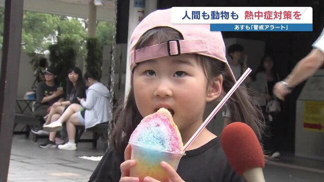 暑い！冷たいスイーツが絶好調　ホクホクの熊本名物よりも・・・|TBS NEWS DIG