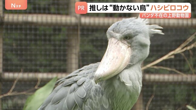 15年ぶりパンダ不在の上野動物園　新たなスターは“動かない鳥”ハシビロコウ　小池都知事も「推しですね！キモカワ」|TBS NEWS DIG