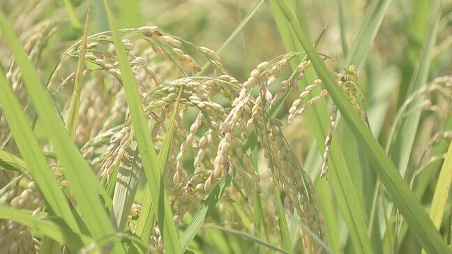 コメの平均価格5キロ4172円　11週連続の値上がり|TBS NEWS DIG