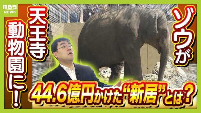 【8年ぶり】天王寺動物園にゾウが来た!“バスケコート16面分”総工費44.6億円の『ゾウ舎』を福島アナが取材…3つのヒミツに迫る!一般公開前に会いに行ってみた!【解説】|TBS NEWS DIG