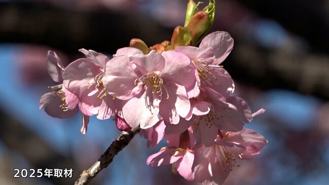 春の訪れを告げる河津桜 伊豆半島南部の今年の見頃は2月中旬の見込み 最新の開花予想を発表=静岡県伊豆農業研究センター|TBS NEWS DIG