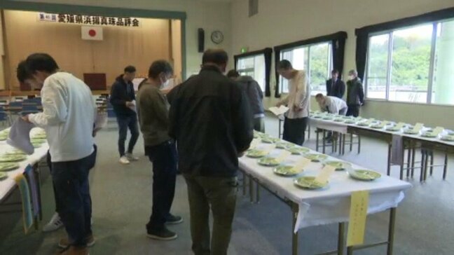 宇和海で養殖される真珠の出来映えは・・・愛媛・宇和島市で「真珠品評会」|TBS NEWS DIG