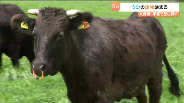 「ストレス緩和だウッシッシ」ウシ34頭を放牧　宮城・大崎市|TBS NEWS DIG