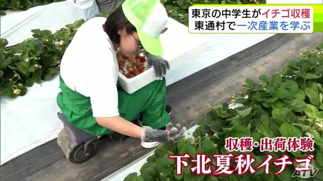 東京都の中学生が青森県東通村で「下北夏秋イチゴ」の収穫・出荷作業に挑戦「自分の収穫したイチゴを誰かに食べてもらえることは、とてもうれしい」 1次産業の大切さ学ぶ|TBS NEWS DIG