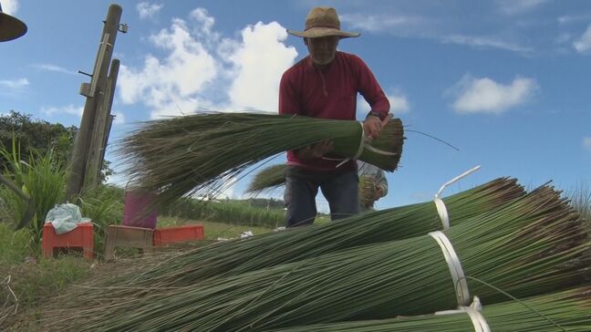い草「ビーグ」の収穫作業が最盛期　うるま市|TBS NEWS DIG