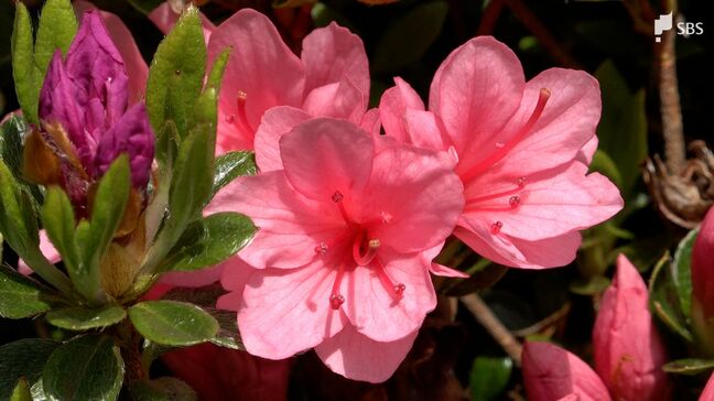 「きれいですよ」ピンクや白…約6万株のツツジが鮮やかに彩る 見頃は4月下旬=静岡・熱海市姫の沢公園|TBS NEWS DIG