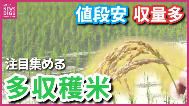 「安くてうまくて儲かる」コメ不足で注目される“多収穫米”　魅力はコシヒカリより10アール約300kg多い収穫量　食味も良く増産目指す 農家も「秋の収穫が楽しみ」|TBS NEWS DIG