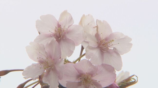 「立派で見事」100歳の花見客も…一足早く春本番　いわき市で河津桜が満開に　福島|TBS NEWS DIG