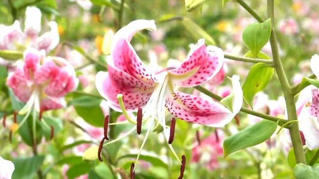 「カノコユリの草原満開」甑島【亀ちゃんのかごしま撮った!】|TBS NEWS DIG