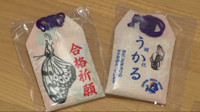 「天皇皇后両陛下ゆかりのチョウ」昆虫館で人気のお守り 受験シーズン本格化 きらびやかに輝き、羽ばたく願い|TBS NEWS DIG