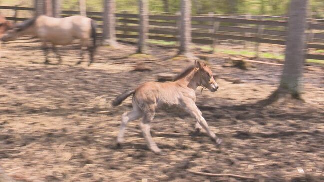 5頭の子馬が元気に走り回る！開田高原の「木曽馬」牧場　長野・木曽町|TBS NEWS DIG