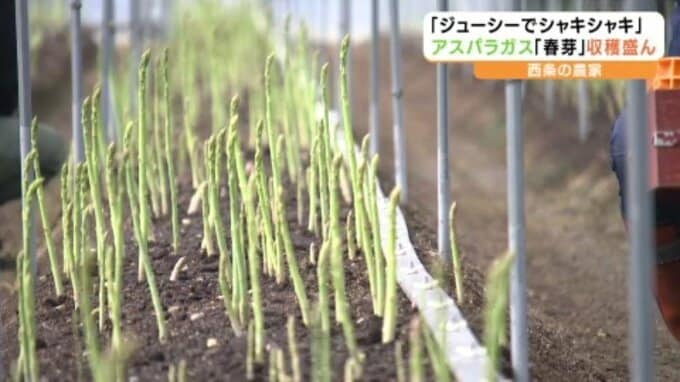 「エキスが詰まった味」 アスパラガス農家が太鼓判を押す「春芽」の魅力 愛媛・西条市|TBS NEWS DIG