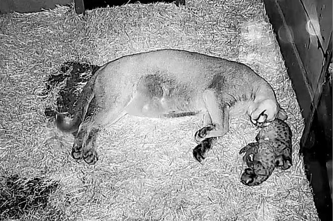 盛岡市動物公園ZOOMOで生まれたピューマの子どもの名前決定|TBS NEWS DIG