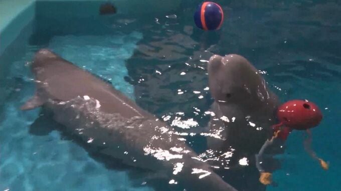 シロイルカに命名　オスが「アラン」メスは「リーリャ」　しまね海洋館アクアス|TBS NEWS DIG