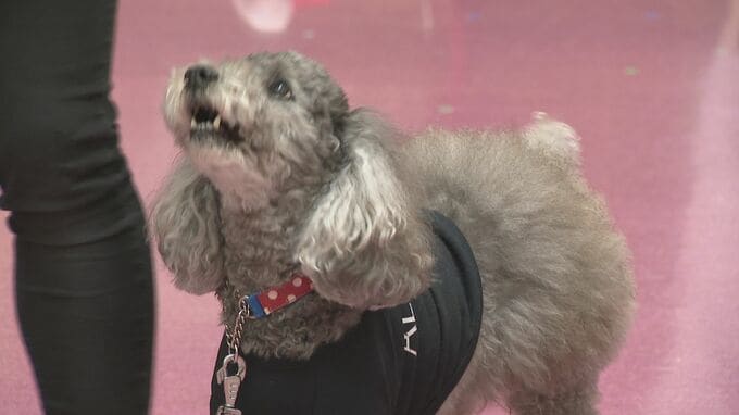 トイプードル「警察犬」そらくん(9)指導手と歩んだ“合格”までの道のり…きっかけは“噛む子”直すしつけ　|　石川県のニュース｜MRO北陸放送