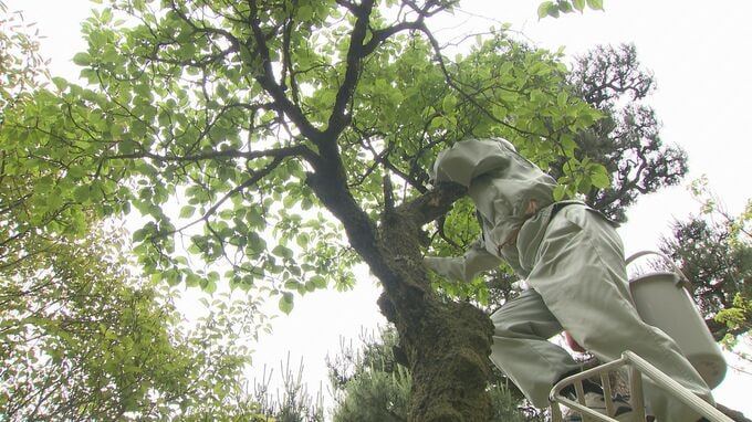 初夏の風物詩…兼六園でウメの実収穫「兼六園の梅を楽しみにしていただいている方がいる」県内100の福祉施設などに寄付|TBS NEWS DIG