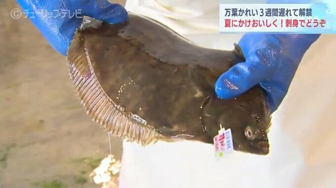 「万葉かれい」若手漁師がブランド化 今年の浜値は9千円 富山・新湊漁港　|　富山のニュース｜天気・防災｜チューリップテレビ