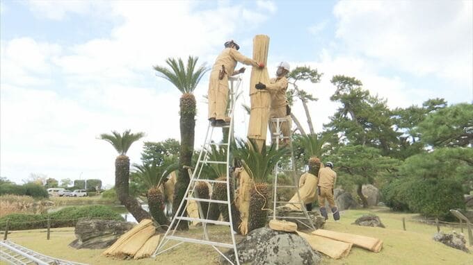 頭までスッポリ　植物も冬支度　ソテツのこも巻き　|　BSSニュース | BSS山陰放送