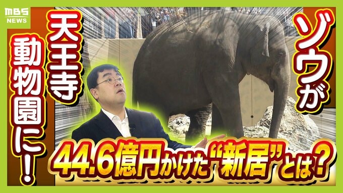 【8年ぶり】天王寺動物園にゾウが来た！“バスケコート16面分”総工費44.6億円の『ゾウ舎』を福島アナが取材…３つのヒミツに迫る！一般公開前に会いに行ってみた！【解説】|TBS NEWS DIG